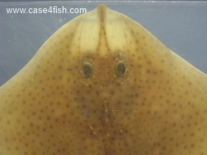 Foto Galerie/Rajiformes/Raja brachyura/Raja brachyura_03_S.jpg